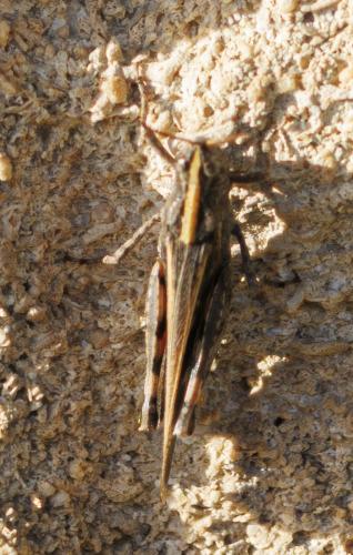 Aiolopus strepens